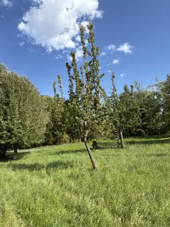 Foto treephoto-qcg1lzcc2opc8r5yza35y8jg.jpeg