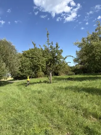 Foto treephoto-s1n3se7r22muxqvldse876jz.jpeg