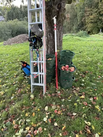 Foto treephoto-a3n3e5y9cqfosub1v1nbhxvx.jpeg