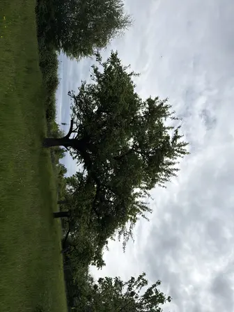 Foto treephoto-bsiul0nhgviu7z71yff9gcgi.jpeg