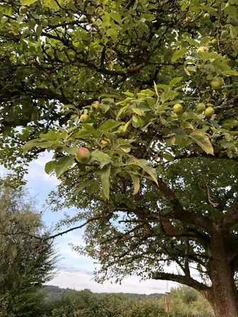 Foto treephoto-iuamcsx5a1qo8ye2r3idfz82.jpeg