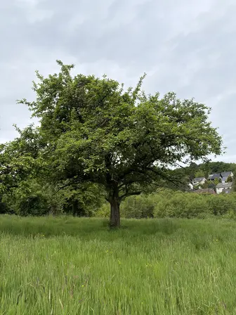 Foto treephoto-n5ycdfjuheqcgmsi5uto59p5.jpeg