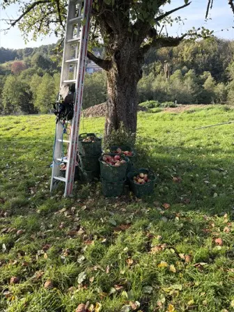 Foto treephoto-oo5j24eeajhhd9p25ilt0e3u.jpeg