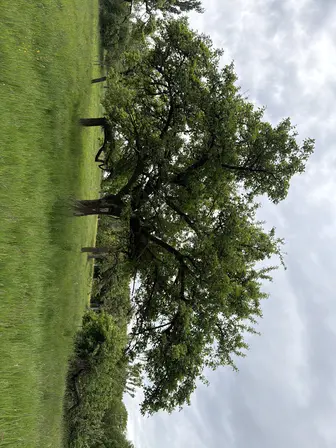 Foto treephoto-sl92dqtme3ncg5taxgl6sxcq.jpeg