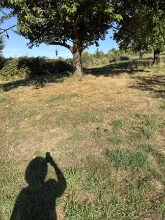 Foto treephoto-slx7urqy55rtyv92c0xe74gb.jpeg