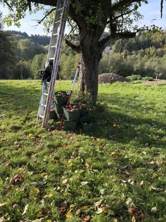 Foto treephoto-zjck40ic0r5co5omz1dha5c0.jpeg