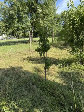 Foto treephoto-e5b4s264elv4wfeflu5uxzom.jpeg