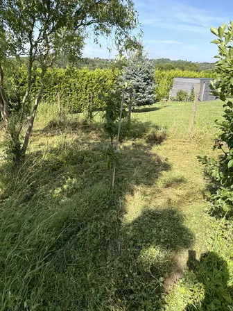 Foto treephoto-fkb1pwzz9ec4hl5lb7nkr71j.jpeg