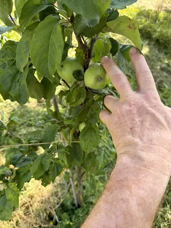 Foto treephoto-jpu4dvj31omqt29pbxorgm38.jpeg