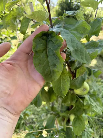 Foto treephoto-kqls285x78aev8hypswuh378.jpeg