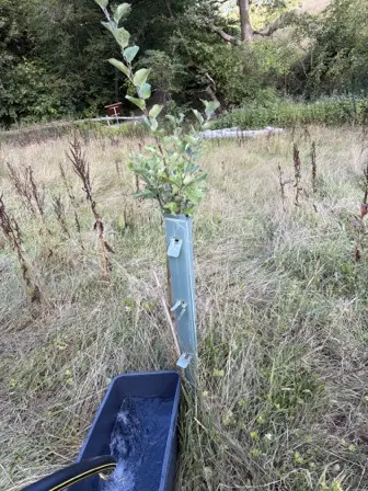 Foto treephoto-ccjx19r1iczkip39g5502z7w.jpeg