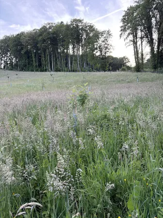 Foto treephoto-kpklryrnxr4xtktejorml3h9.jpeg
