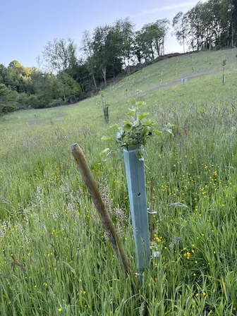 Foto treephoto-m7ccdadmptcej18i0ntyvvz4.jpeg