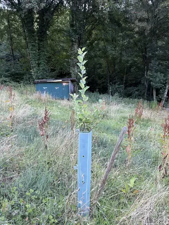 Foto treephoto-ou3u93g2a5jeimd4l0azeggi.jpeg