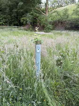 Foto treephoto-tui5mel774jbrfq69e6ilhox.jpeg