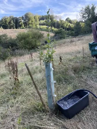 Foto treephoto-xpng7elftovvkmkunra1ss6c.jpeg