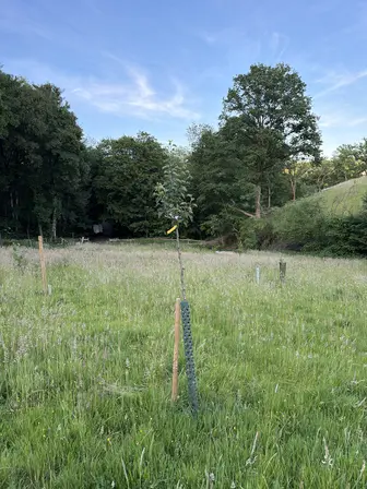 Foto treephoto-gr03o1xefbivxu1u7jzio2bt.jpeg