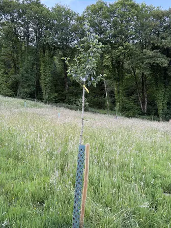 Foto treephoto-oxsamw7dxs03uzycpi69ke5l.jpeg