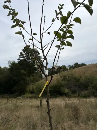 Foto treephoto-uer8d1k23jemamwdz3cbw1fy.jpeg