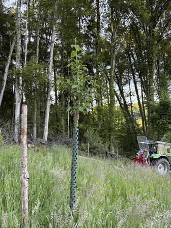 Foto treephoto-u94alq8no7wf6iyfpe3jvn7x.jpeg