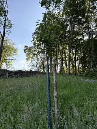 Foto treephoto-v5arhlash8jtpb0bb1sje4r6.jpeg