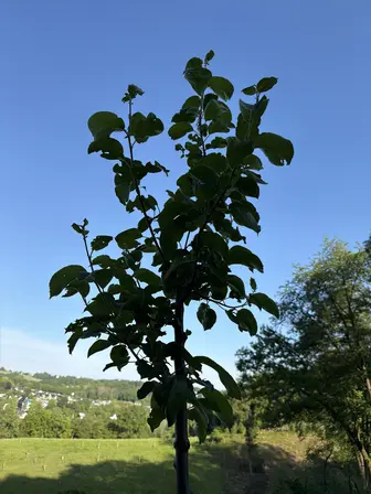 Foto treephoto-ypo452xv44dhtyli9ureh2yo.jpeg