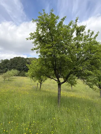 Foto treephoto-emg4rzotzdljjfpf5k8ucuf1.jpeg
