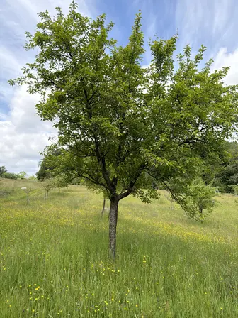 Foto treephoto-u2ospsqvxeatwvym6z9q5xzg.jpeg