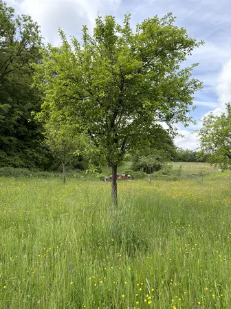 Foto treephoto-uoqi2ozumturfloz5r0r2rpj.jpeg