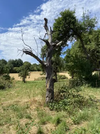 Foto treephoto-m04lmnquzvt3izf7q5o6zd7m.jpeg