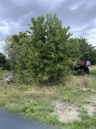 Foto treephoto-zb0hlsszqn77ee3ffrimxzoi.jpeg
