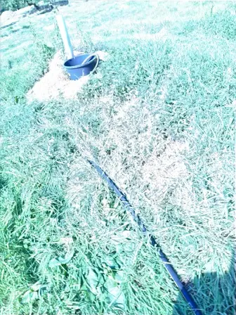 Foto treephoto-l7shpaeghpitd2x6gaj9r6tg.jpeg