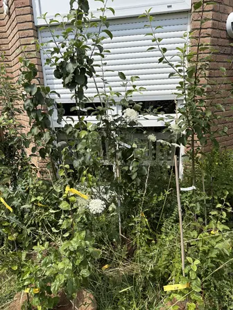 Foto treephoto-epa8mjjl7xv0ggsbqbogi4bd.jpeg