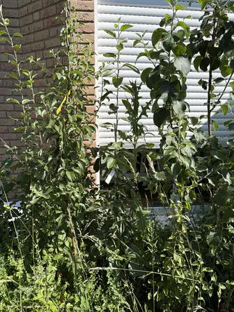 Foto treephoto-sskf2d1bxl2ylnct86wbtqti.jpeg
