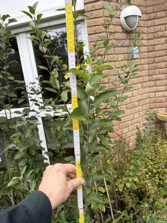 Foto treephoto-ce5bkgyst1ph1nl8vo8hm5n0.jpeg