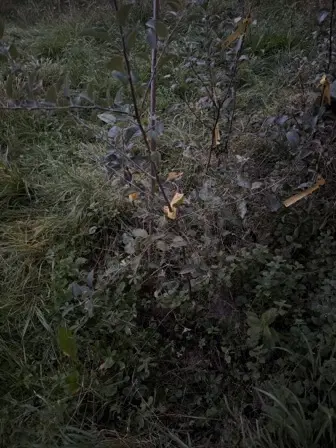 Foto treephoto-i2dvro0wo4lf1y3ixq4flio6.jpeg