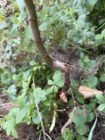 Foto treephoto-o10zs9ppf8uhfio1ll33d890.jpeg