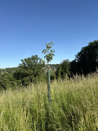 Foto treephoto-f940wu28o66a5yqudakk4kxh.jpeg