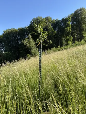 Foto treephoto-g4p8j3goecnlw6b3tayvae5j.jpeg