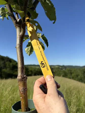 Foto treephoto-h0130wegpl0w682cva8971f5.jpeg