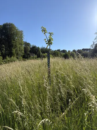 Foto treephoto-z0lgsak1wceakg5ah10zmjhv.jpeg