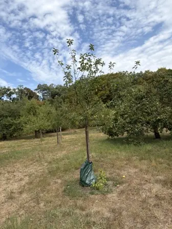 Foto treephoto-avlrjw8oe5225a29o0dbenbw.jpeg
