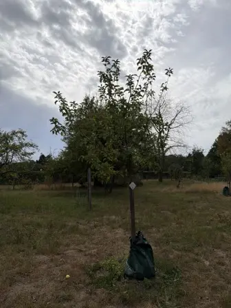 Foto treephoto-cky6d4hngham0x2xisbz211s.jpeg