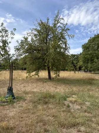 Foto treephoto-d07xrhvof7efj92bjbetuos4.jpeg