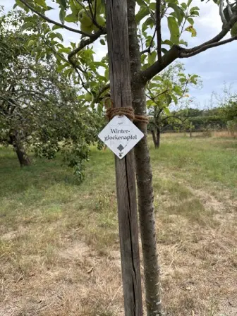Foto treephoto-fxeysvtwlekp6k1jsqmmntnr.jpeg