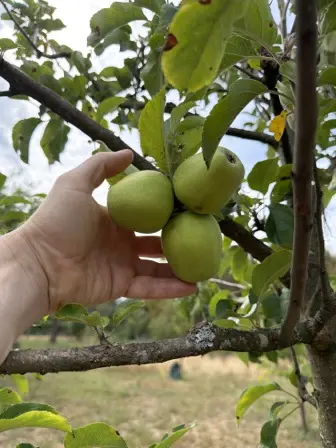 Foto treephoto-um069iqygp29zxn6bqonykw0.jpeg