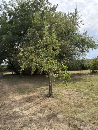 Foto treephoto-g1ut3ps2g3p8r9uv9zccruh5.jpeg