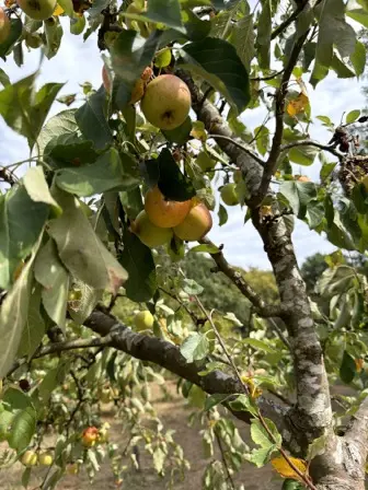 Foto treephoto-lgivpt1100ssi8si8rno8sar.jpeg