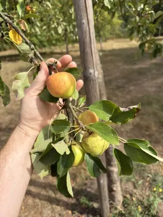 Foto treephoto-lkmmivpdccufi2zr4bq0zgbn.jpeg