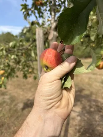 Foto treephoto-qafckledk4uhr4l5g802zohj.jpeg